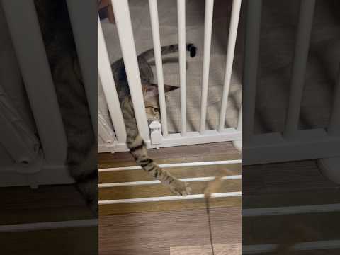 猫のいる生活　102日目　保護した猫が可愛い🐈　腕が早い猫🐈　 子猫 cat ねこ cute 猫好きさんと繋がりたい猫… サムネイル