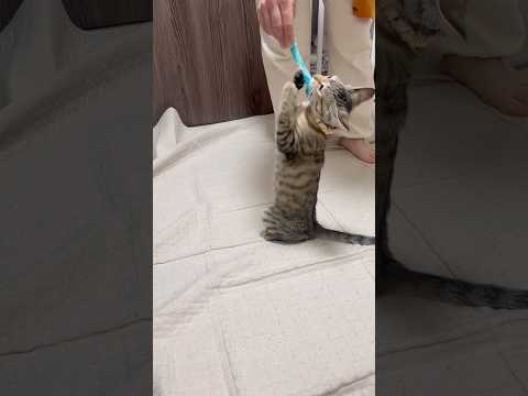 猫のいる生活　80日目　保護した猫が可愛い🐈　歯磨き大好き猫🐈　 子猫 cat ねこ cute 猫好きさんと繋がりたい… サムネイル