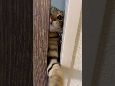 猫のいる生活　97日目　保護した猫が可愛い🐈　すきま猫🐈　 子猫 cat ねこ cute 猫好きさんと繋がりたい猫可愛… サムネイル