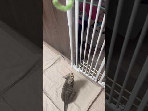 猫のいる生活　97日目　保護した猫が可愛い🐈　3連ジャンプ猫🐈　 子猫 cat ねこ cute 猫好きさんと繋がりたい… サムネイル
