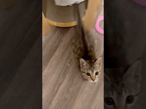 猫のいる生活　46日目　保護した猫が可愛い🐈　急に飛び出す猫🐈　 子猫 cat ねこ cute 猫好きさんと繋がりたい… サムネイル