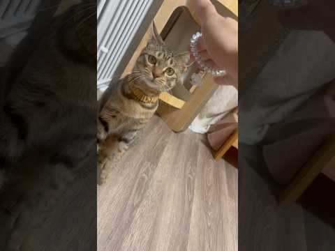 猫のいる生活　117日目　保護した猫が可愛い🐈　気になるシナモンロール猫🐈　 子猫 cat ねこ cute 猫好きさん… サムネイル