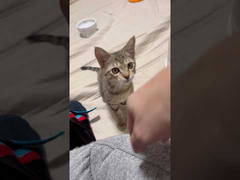 猫のいる生活　63日目　保護した猫が可愛い🐈　甘えてくる可愛い猫🐈　 子猫 cat ねこ cute 猫好きさんと繋がり… サムネイル