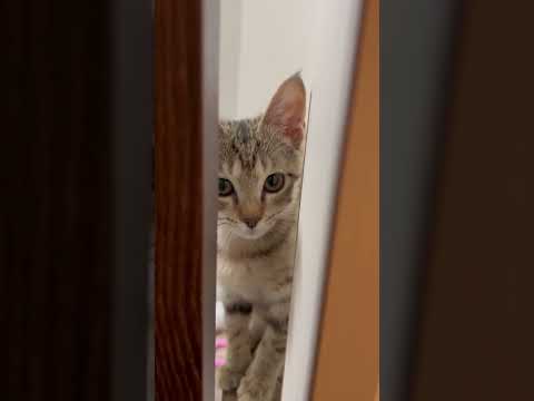 猫のいる生活　48日目　保護した猫が可愛い🐈　カメラが気になる猫🐈　 #子猫 #cat #ねこ #cute #猫好きさ… サムネイル