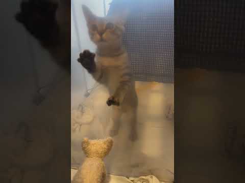 猫のいる生活　61日目　保護した猫が可愛い🐈　外に出たくて伸びる猫🐈　 子猫 cat ねこ cute 猫好きさんと繋が… サムネイル
