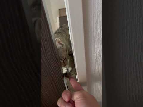 猫のいる生活　47日目　保護した猫が可愛い🐈　隙間から遊ぶ猫🐈　 子猫 cat ねこ cute 猫好きさんと繋がりたい…