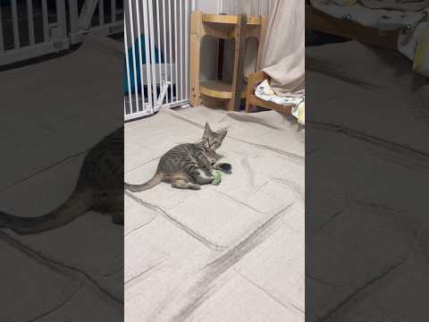 猫のいる生活　96日目　保護した猫が可愛い🐈　一人で遊ぶ猫🐈　 子猫 cat ねこ cute 猫好きさんと繋がりたい猫… サムネイル