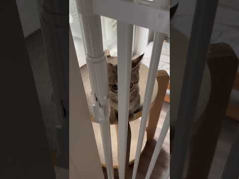 猫のいる生活　50日目　保護した猫が可愛い🐈　柵越しに飛びつく猫🐈　 子猫 cat ねこ cute 猫好きさんと繋がり… サムネイル