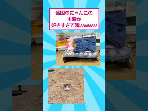 全国のにゃんこの生態が可愛すぎて滅www おもしろ 猫 サムネイル