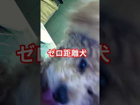 ゼロ距離犬犬dog サムネイル