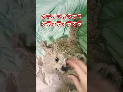 オラオラオラオラオラオラオラオラジョジョの奇妙な冒険 犬dogloveアニメanime