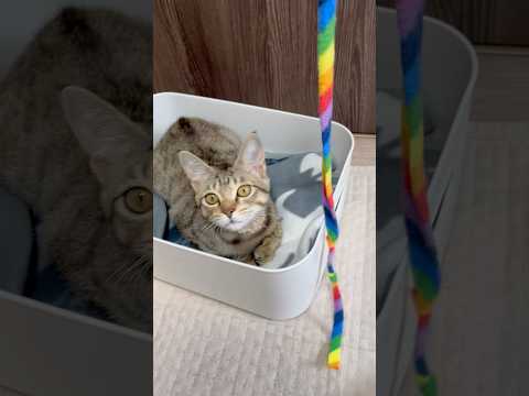 猫のいる生活　90日目　保護した猫が可愛い🐈　紐好き猫🐈　 子猫 cat ねこ cute 猫好きさんと繋がりたい猫可愛… サムネイル