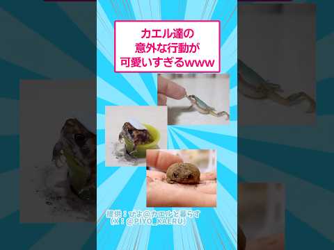 カエル達の意外な行動が可愛すぎるwww おもしろ 動物 サムネイル