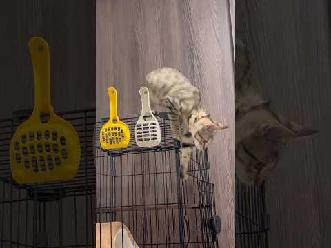 猫のいる生活　68日目　保護した猫が可愛い🐈　ジャンプ猫🐈　 子猫 cat ねこ cute 猫好きさんと繋がりたい猫可… サムネイル