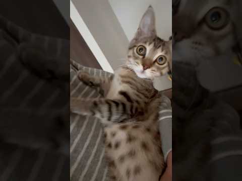 猫のいる生活　72日目　保護した猫が可愛い🐈　甘えてくる猫🐈　 子猫 cat ねこ cute 猫好きさんと繋がりたい猫… サムネイル