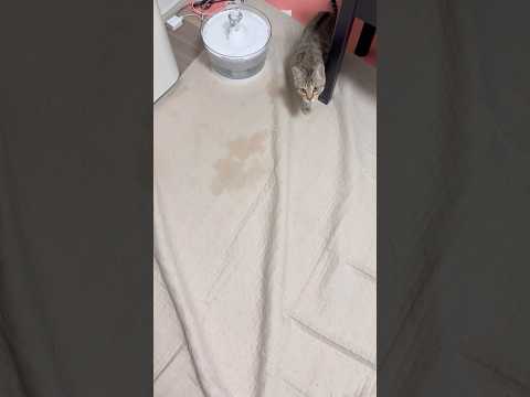 猫のいる生活　94日目　保護した猫が可愛い🐈　飛びつき猫🐈　 子猫 cat ねこ cute 猫好きさんと繋がりたい猫可… サムネイル