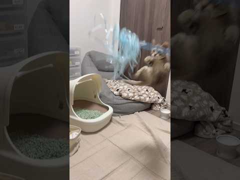 猫のいる生活　76日目　保護した猫が可愛い🐈　全力ジャンプ猫2🐈　 子猫 cat ねこ cute 猫好きさんと繋がりた… サムネイル