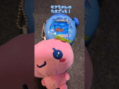 【たまごっち】モアちゃんのたまごっち！ぱ〜と1🩷🩵たまごっちパラダイス たまごっち tamagotchi shorts… サムネイル