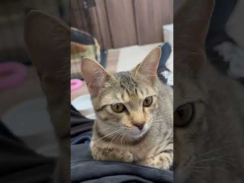 猫のいる生活　88日目　保護した猫が可愛い🐈　お腹の上でのんびりする猫🐈　 子猫 cat ねこ cute 猫好きさんと… サムネイル