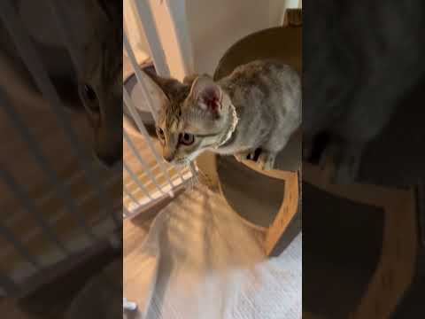 猫のいる生活　79日目　保護した猫が可愛い🐈　いつもここで待つ猫🐈　 子猫 cat ねこ cute 猫好きさんと繋がり… サムネイル