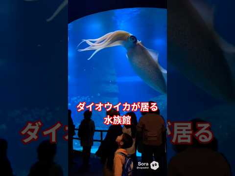 ダイオウイカが居る水族館 ダイオウイカ水族館krakenshotsUMA サムネイル