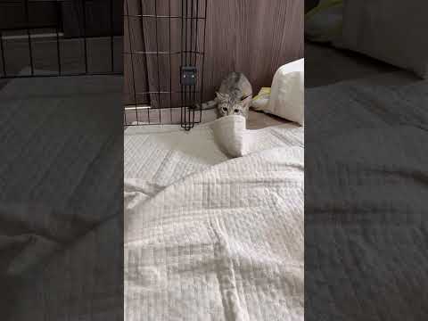 猫のいる生活　62日目　保護した猫が可愛い🐈　お尻ふりふりダッシュ猫🐈　 子猫 cat ねこ cute 猫好きさんと繋… サムネイル