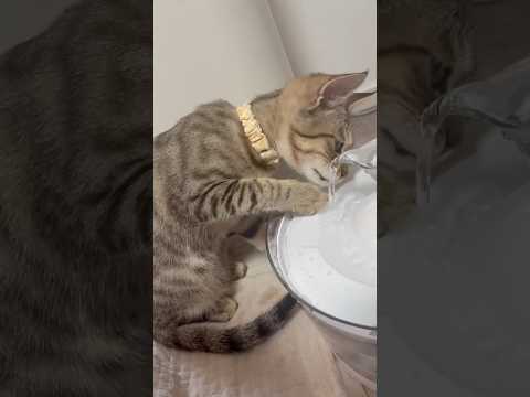 猫のいる生活　92日目　保護した猫が可愛い🐈　水の飲み方がわからない猫🐈　 子猫 cat ねこ cute 猫好きさんと… サムネイル