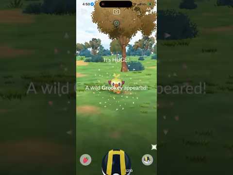 ✨XXL Shiny Grookey CAUGHT In Pokemon Go!✨ shorts pokemon サムネイル