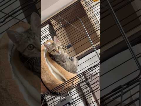 猫のいる生活　49日目　保護した猫が可愛い🐈　ベッドが小さくなって上で寝る猫🐈　 #子猫 #cat #ねこ #cute…