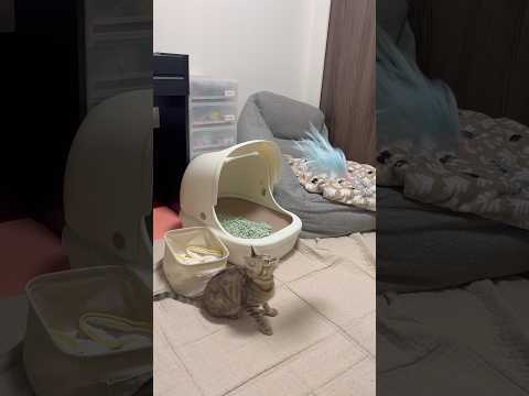 猫のいる生活　75日目　保護した猫が可愛い🐈　全力ジャンプ猫🐈　 子猫 cat ねこ cute 猫好きさんと繋がりたい… サムネイル