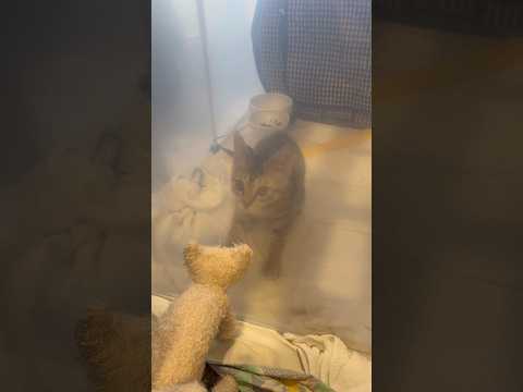 猫のいる生活　60日目　保護した猫が可愛い🐈　猫のぬいぐるみに全力な猫🐈　 子猫 cat ねこ cute 猫好きさんと… サムネイル