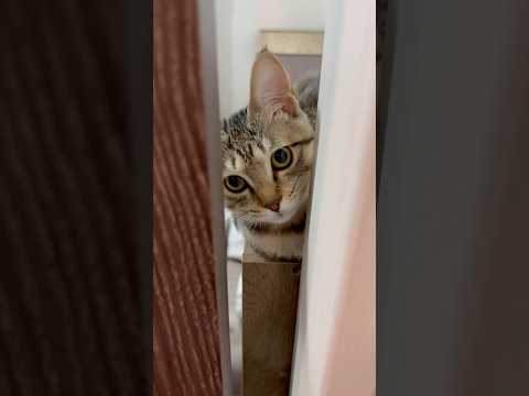 猫のいる生活　98日目　保護した猫が可愛い🐈　すきま猫🐈　 子猫 cat ねこ cute 猫好きさんと繋がりたい猫可愛… サムネイル