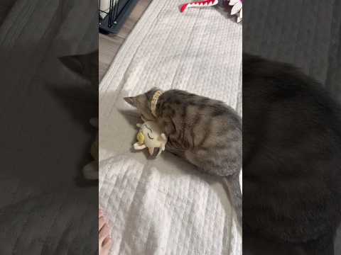 猫のいる生活　69日目　保護した猫が可愛い🐈　ニャースと戯れる猫🐈　 子猫 cat ねこ cute 猫好きさんと繋がり… サムネイル