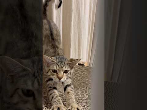 猫のいる生活　74日目　保護した猫が可愛い🐈　柵越しに甘えてくる猫🐈　 子猫 cat ねこ cute 猫好きさんと繋が… サムネイル