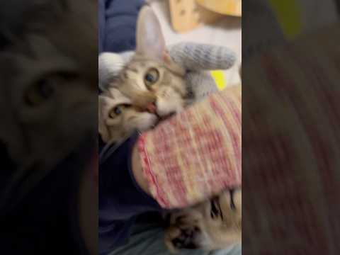 猫のいる生活　78日目　保護した猫が可愛い🐈　爪を切る為に抑えるが抵抗する猫🐈　 子猫 cat ねこ cute 猫好き… サムネイル