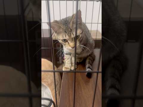 猫のいる生活　100日目　保護した猫が可愛い🐈　反省猫🐈　 子猫 cat ねこ cute 猫好きさんと繋がりたい猫可愛… サムネイル