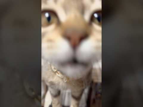 猫のいる生活　70日目　保護した猫が可愛い🐈　首輪をつける猫🐈　 子猫 cat ねこ cute 猫好きさんと繋がりたい… サムネイル