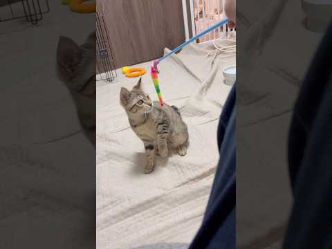 猫のいる生活　64日目　保護した猫が可愛い🐈　遊び全力猫🐈　 子猫 cat ねこ cute 猫好きさんと繋がりたい猫可… サムネイル