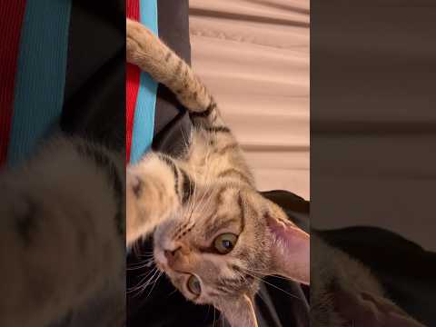 猫のいる生活　105日目　保護した猫が可愛い🐈　スマホに突撃猫🐈　 子猫 cat ねこ cute 猫好きさんと繋がりた… サムネイル
