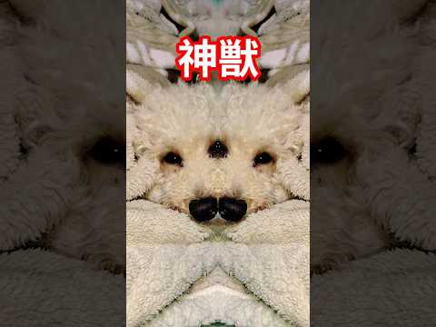 神獣shotslovethankyouforyou theworld サムネイル