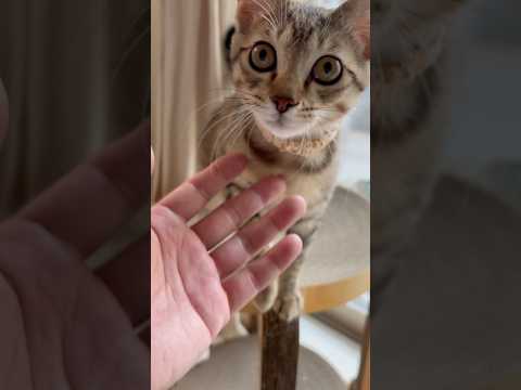 猫のいる生活　71日目　保護した猫が可愛い🐈　朝から可愛い猫🐈　 子猫 cat ねこ cute 猫好きさんと繋がりたい… サムネイル