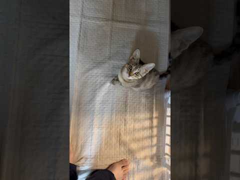 猫のいる生活　67日目　保護した猫が可愛い🐈　甘えてくる猫🐈　 子猫 cat ねこ cute 猫好きさんと繋がりたい猫… サムネイル