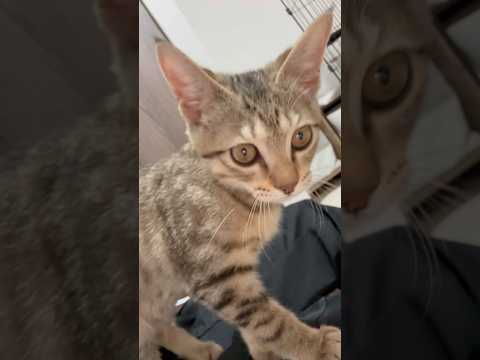 猫のいる生活　54日目　保護した猫が可愛い🐈　スマホに興味津々の猫🐈　 子猫 cat ねこ cute 猫好きさんと繋が…