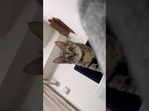 猫のいる生活　86日目　保護した猫が可愛い🐈　落ち着いてる🐈　 子猫 cat ねこ cute 猫好きさんと繋がりたい猫… サムネイル