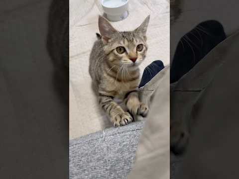 猫のいる生活　57日目　保護した猫が可愛い🐈　爪研ぎで奏でる猫🐈　 子猫 cat ねこ cute 猫好きさんと繋がりた… サムネイル