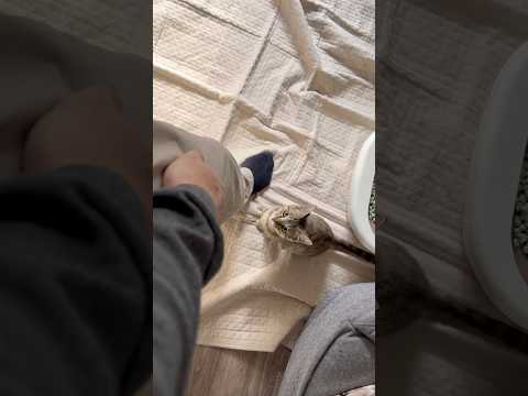 猫のいる生活　82日目　保護した猫が可愛い🐈　手に飛びつく猫🐈　 子猫 cat ねこ cute 猫好きさんと繋がりたい… サムネイル