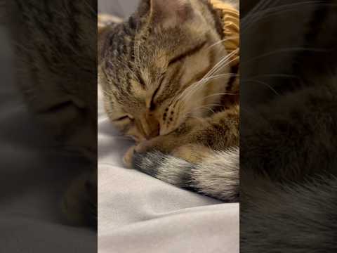 猫のいる生活　107日目　保護した猫が可愛い🐈　自分の手を舐めまくる猫🐈　 子猫 cat ねこ cute 猫好きさんと… サムネイル