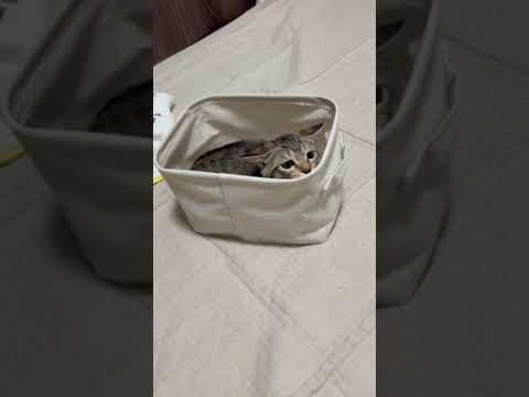 猫のいる生活　55日目　保護した猫が可愛い🐈　すっぽりハマって居心地の良さそうな猫🐈　 子猫 cat ねこ cute…