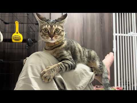 猫のいる生活　114日目　保護した猫が可愛い🐈　足の上でくつろぐ猫🐈　 子猫 cat ねこ cute 猫好きさんと繋が… サムネイル