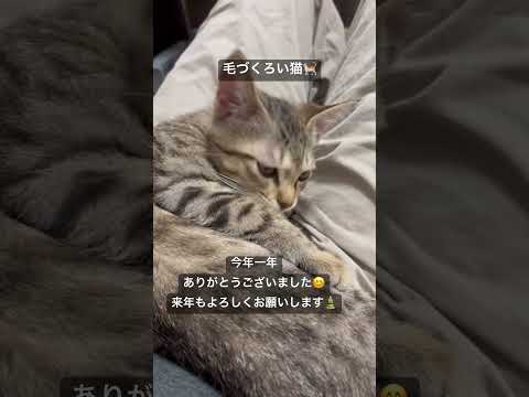 猫のいる生活　58日目　保護した猫が可愛い🐈　毛づくろい猫🐈　 子猫 cat ねこ cute 猫好きさんと繋がりたい猫…